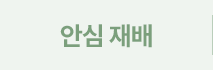 안심재배